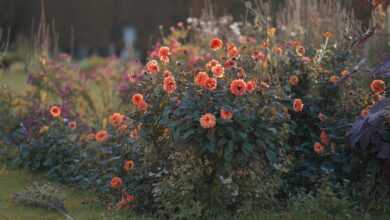 dahlias, flower, plant