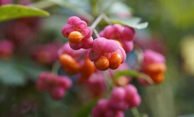 euonymus europaeus, euonymus, spindle