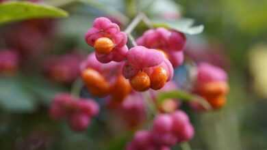 euonymus europaeus, euonymus, spindle