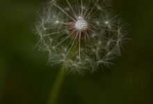 flower, flower background, bloom