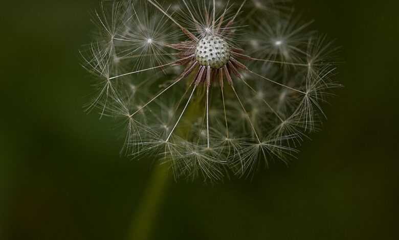 flower, flower background, bloom