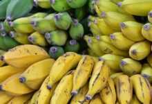 bananas, ripe, fruit, market, yellow, green, fruit, fruit, fruit, fruit, fruit
