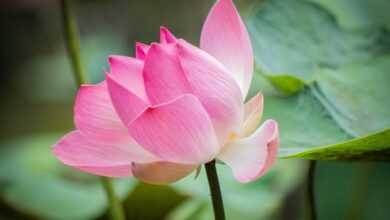 lotus, flower background, pink flower