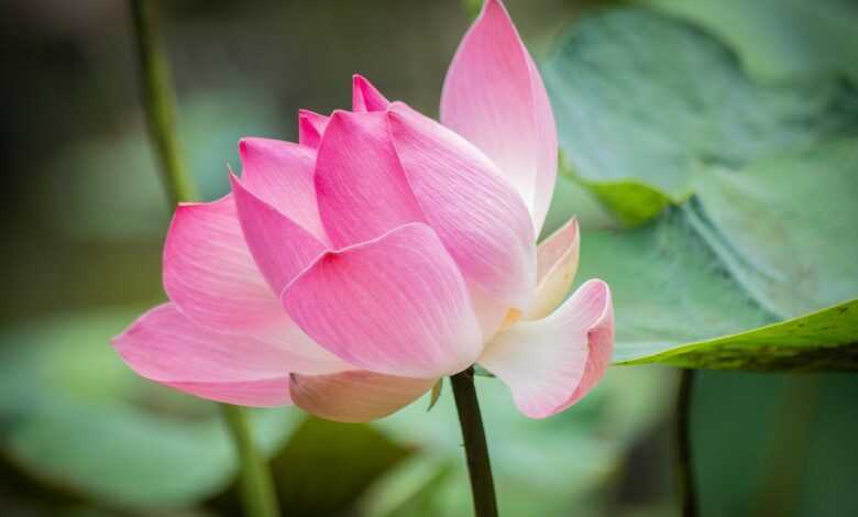 lotus, pink flower, flower background