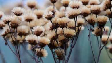 high mock aster, faded, vernonia gigantea