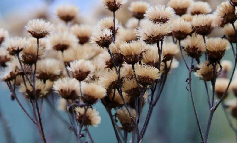 high mock aster, faded, vernonia gigantea