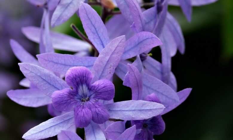 flower, flora, nature