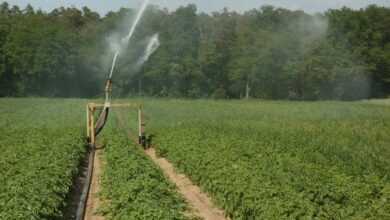 potato, fields, irrigation