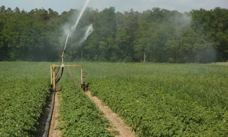 potato, fields, irrigation