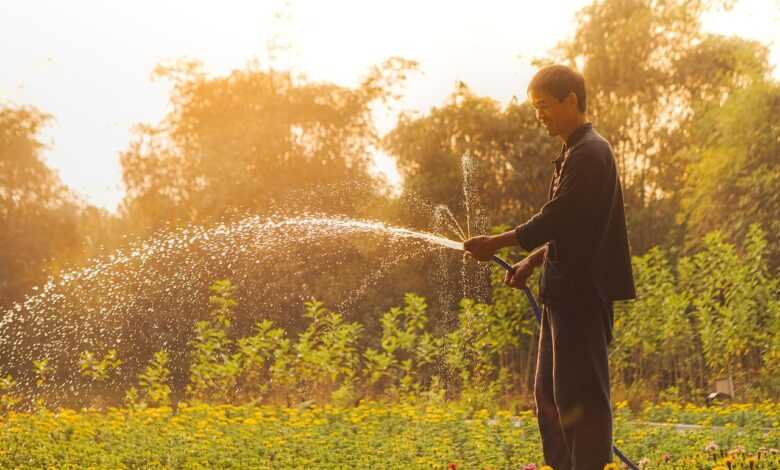 vietnam, man, gardening, watering plants, everyday life, portrait, nature, vietnamese, gardening, gardening, gardening, gardening, gardening
