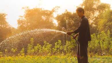 vietnam, man, gardening