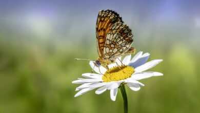 butterfly, bug, flower background