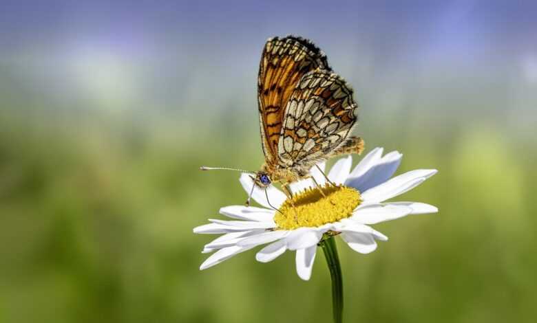 butterfly, bug, flower background