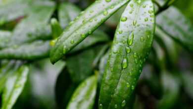 leaves, rainwater, raindrops, nature, green, flora