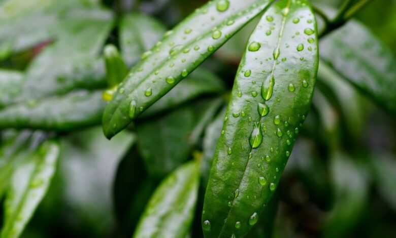 leaves, rainwater, raindrops, nature, green, flora