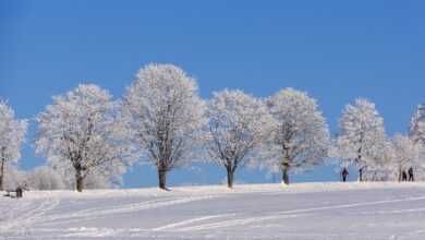 winter, trees, snow