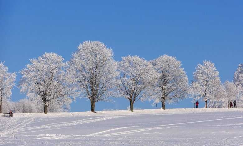 winter, trees, snow