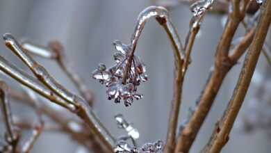 winter, tree, frozen, ice, plant, tree branches, frost, cold, nature, approach, winter garden