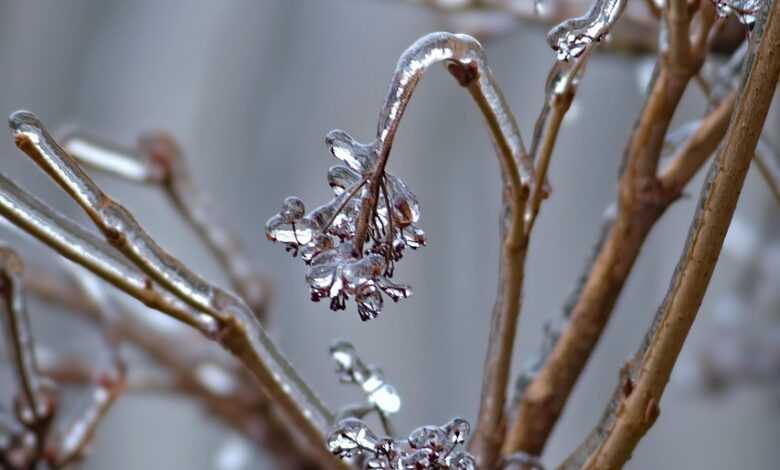 winter, tree, frozen, ice, plant, tree branches, frost, cold, nature, approach, winter garden