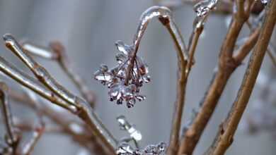 winter, tree, frozen