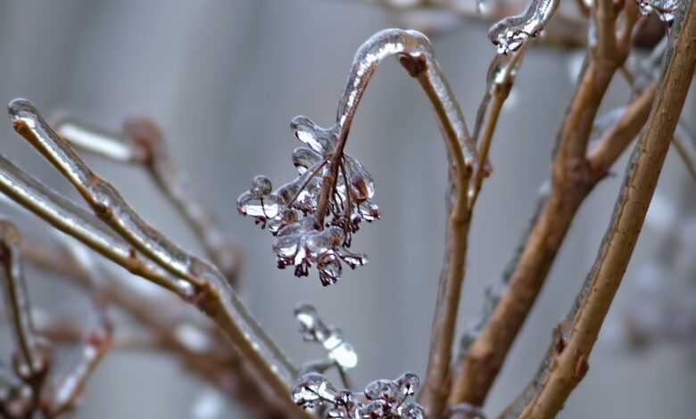 winter, tree, frozen