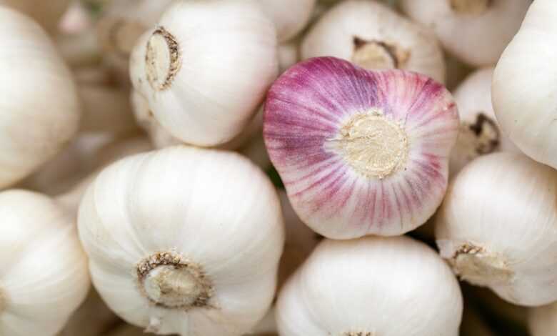 garlic, bulbs, vegetables