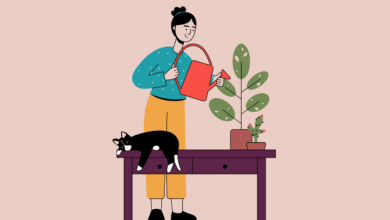 plant, watering, pet, cat, sleeping cat, plant watering, cactus, woman, gardening, woman, nature, woman, animal, woman, woman, woman