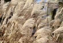 reed, grass, china grass