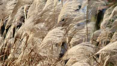 reed, grass, china grass