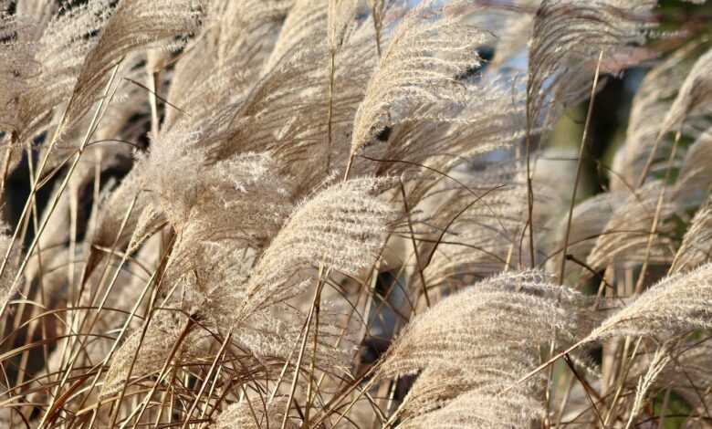 reed, grass, china grass