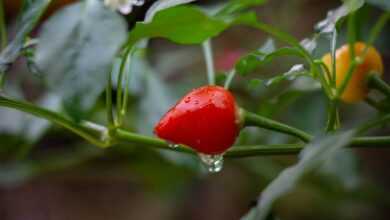 Small Red Habanero Pepper Growing