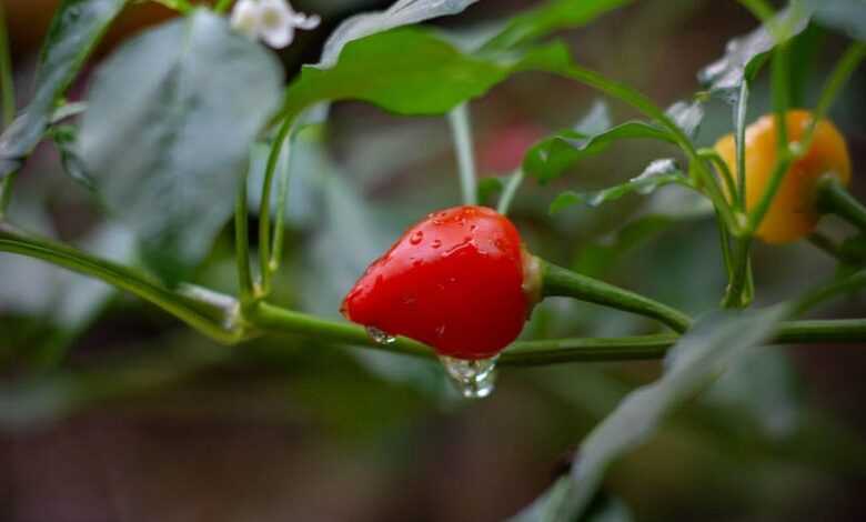 Small Red Habanero Pepper Growing