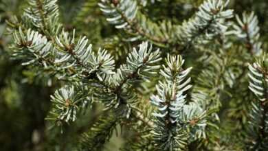 conifer, pine needles, spruce