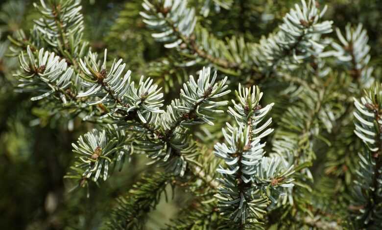 conifer, pine needles, spruce