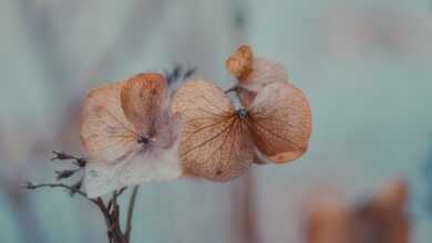 hydrangeas, wilted, flower wallpaper