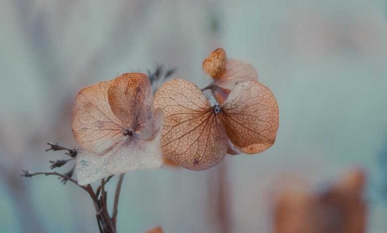 hydrangeas, wilted, flower wallpaper