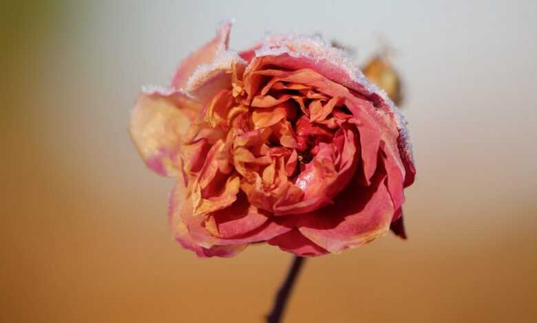 rose, snow, frozen