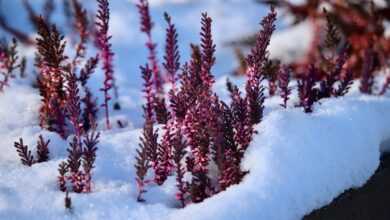 erika, winter heath, winterblueher