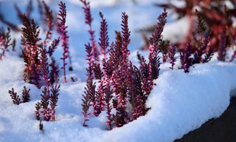 erika, winter heath, winterblueher