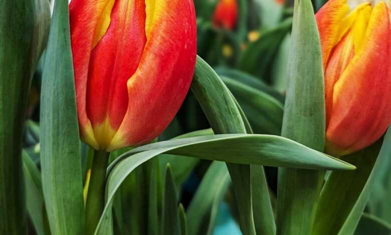 tulips, flowers, beautiful flowers