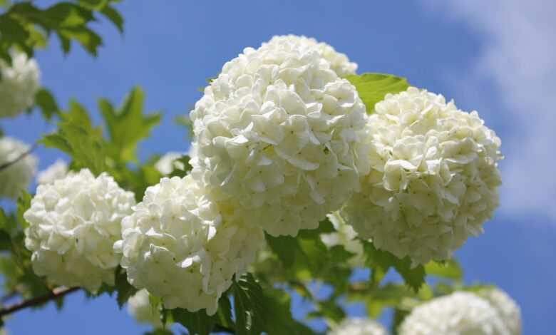 snowball, flower, flower wallpaper, garden, nature, summer, garden plant, your snowball, shrub, snowball, flower background, snowball, your snowball, your snowball, beautiful flowers, your snowball, your snowball, your snowball