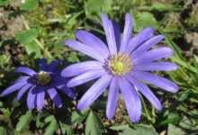 anemone blanda, balkan anemone, nature, grecian windflower, winter windflower, flora, wildflower, blossom, botany, plant