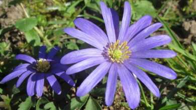 anemone blanda, balkan anemone, nature, grecian windflower, winter windflower, flora, wildflower, blossom, botany, plant