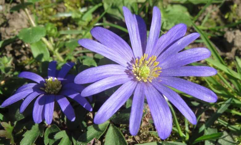 anemone blanda, balkan anemone, nature, grecian windflower, winter windflower, flora, wildflower, blossom, botany, plant