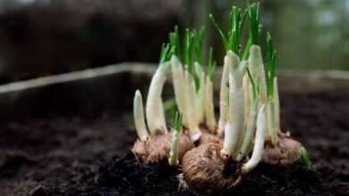 onions, flower bulbs, germs, nature, plant shoots, garden, spring flowers