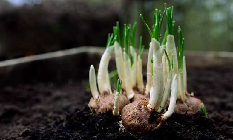 onions, flower bulbs, germs, nature, plant shoots, garden, spring flowers