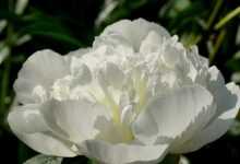 flower, peony, plants