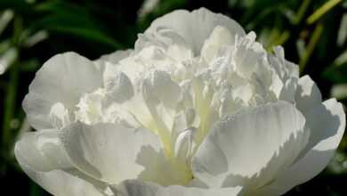 flower, peony, plants