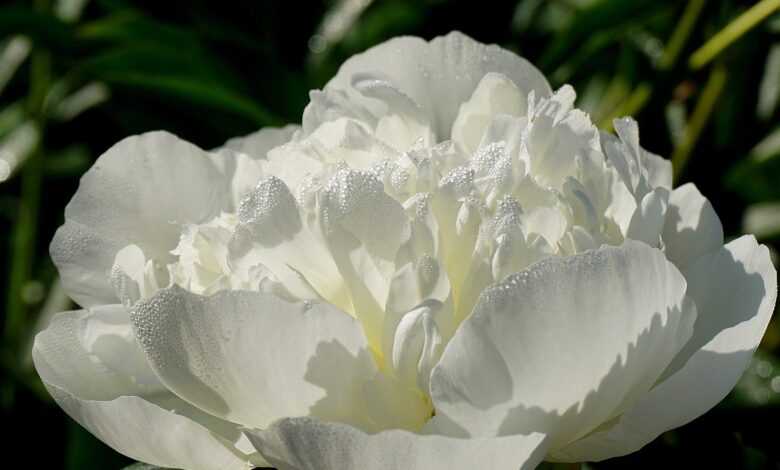 flower, peony, plants