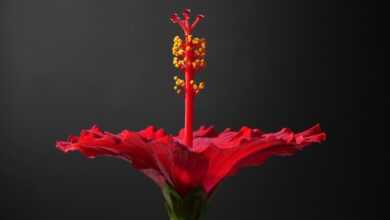 hibiscus, red, flower background